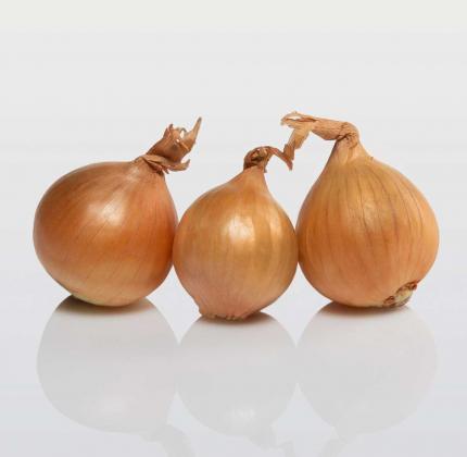 Golden Gourmet - Shallot set variety