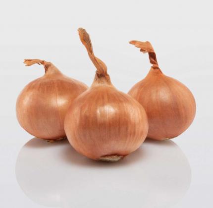 Red Sun - Shallot set variety