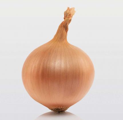 Sturon - onion set variety