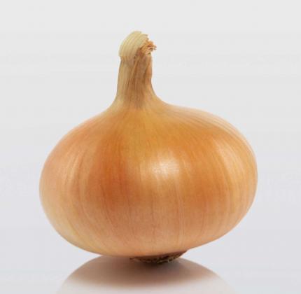Stuttgarter Riesen - onion set variety